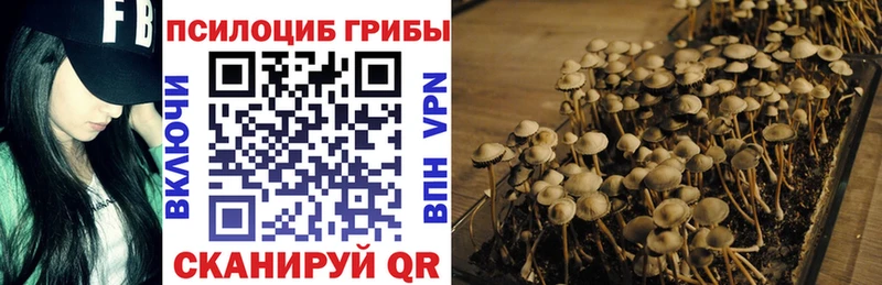 Купить  Губкин  Псилоцибиновые грибы Psilocybe 